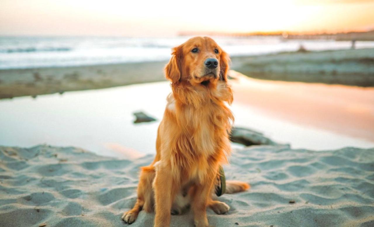 Idyllic Cornish Cottage, Superking Bed, Private Garden Dogs Welcome Труро Екстер'єр фото